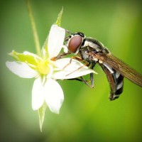 /album/dantics/photolia-a02-jpg/