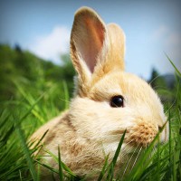 /album/dantics/photolia-a03-jpg/