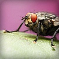 /album/dantics/photolia-a08-jpg/